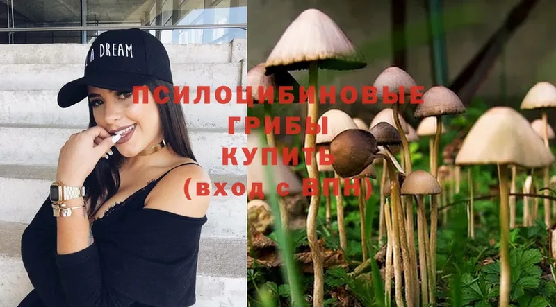 купить наркотик  Заводоуковск  Галлюциногенные грибы Psilocybe 